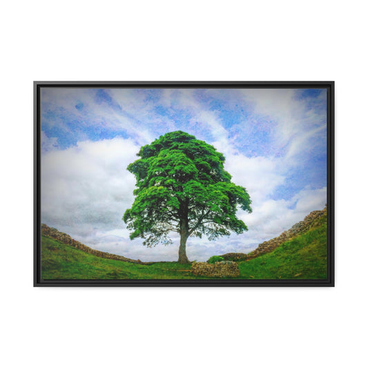 Framed Canvas : Sycamore Gap Tree