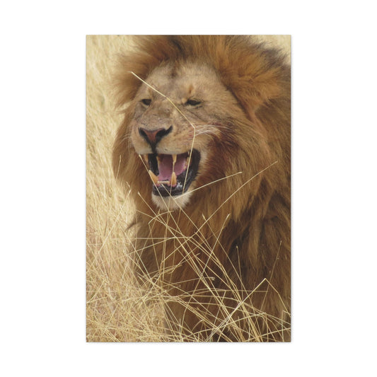 Matte Canvas : Lion