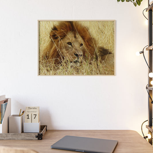 Framed Poster : Lion