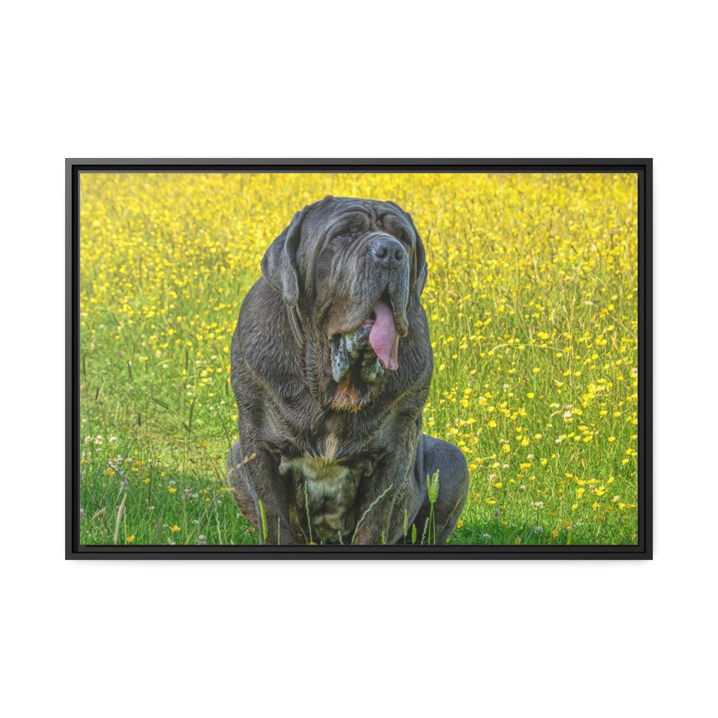 Framed Canvas : Neapolitan Mastiff