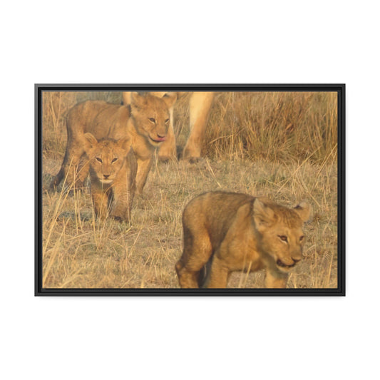 Framed Canvas : Lion Cubs