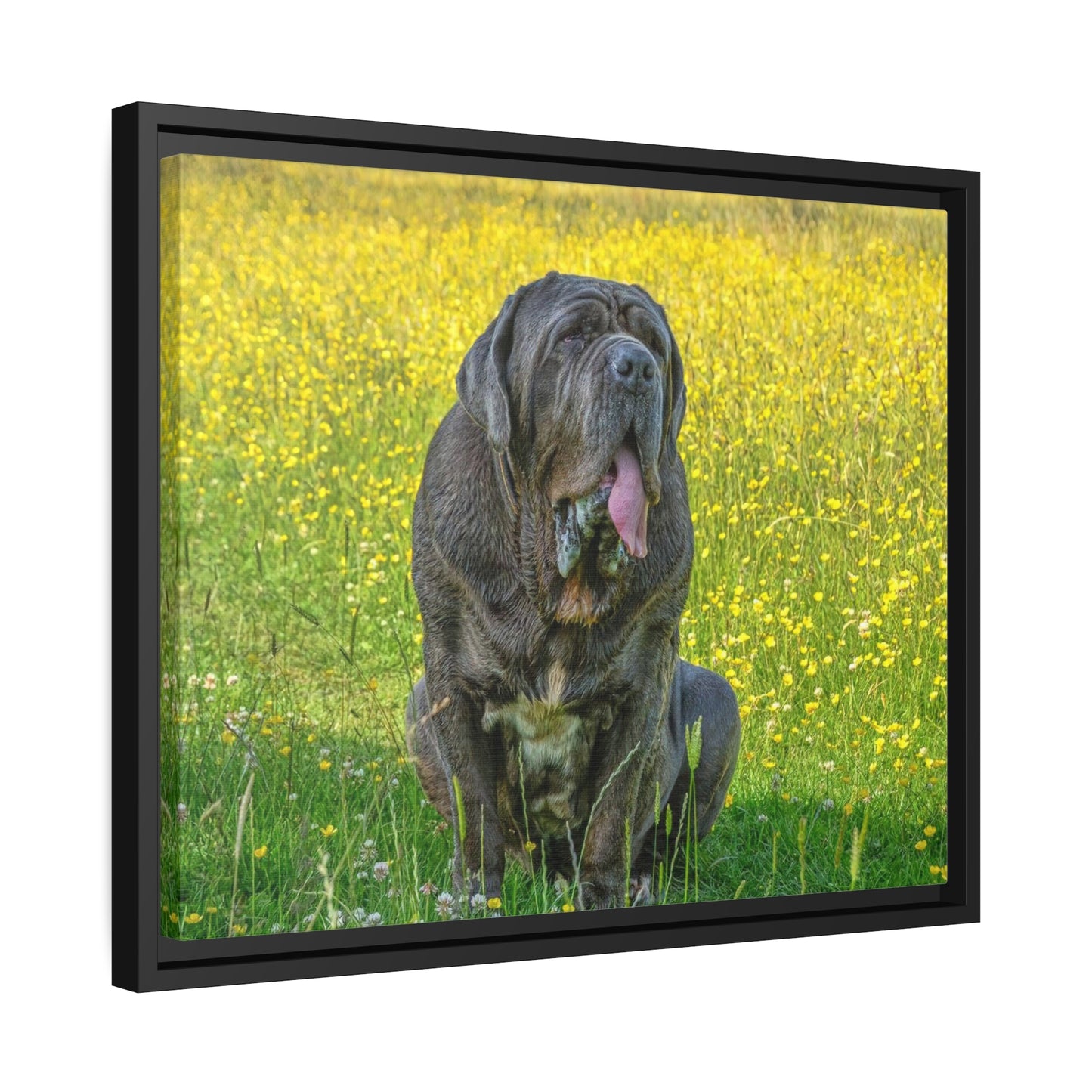 Framed Canvas : Neapolitan Mastiff