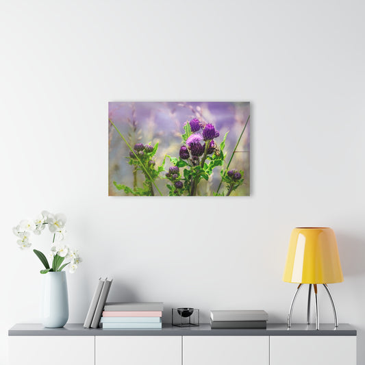 Acrylic Print : Scottish Thistle