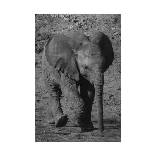 Poster : Baby Elephant