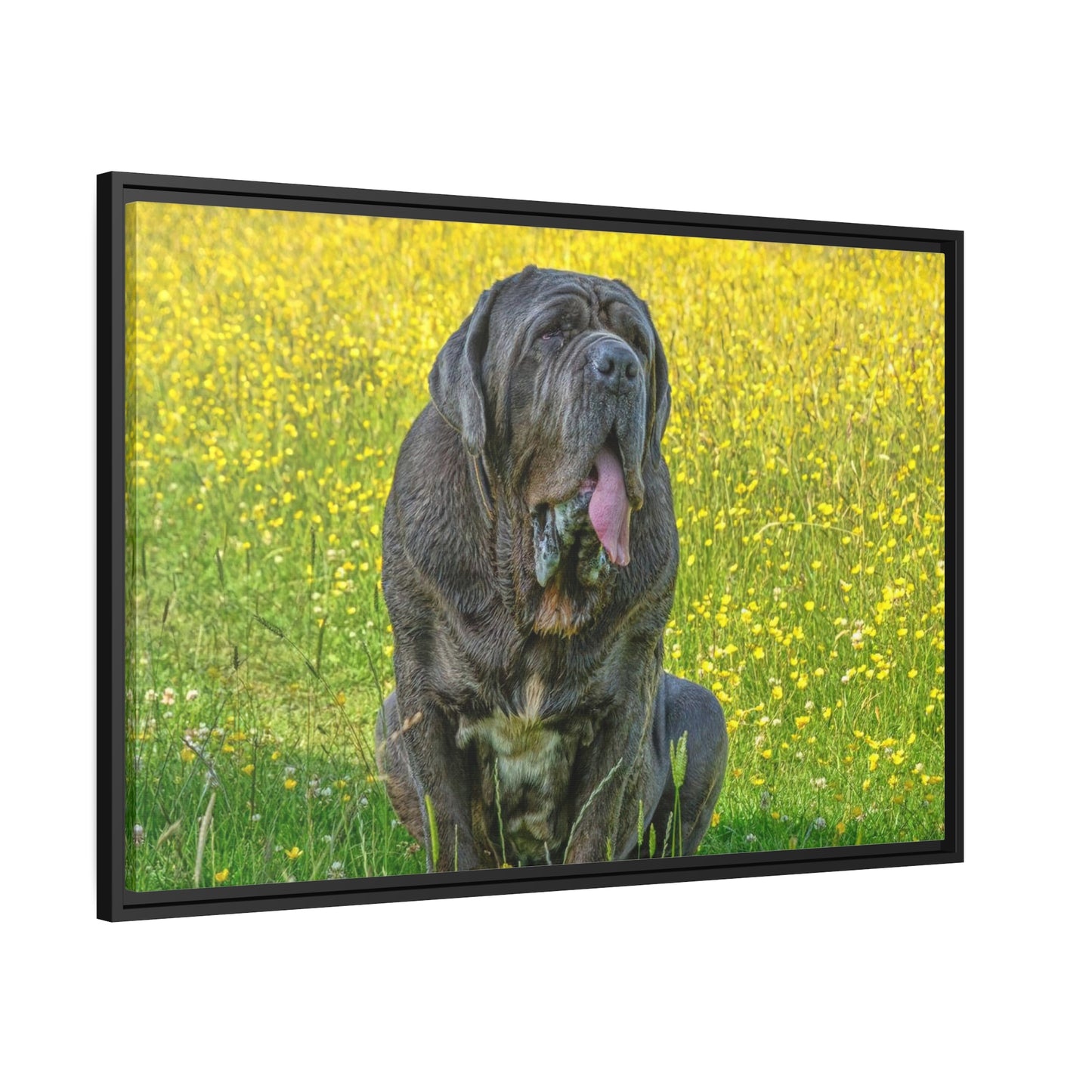 Framed Canvas : Neapolitan Mastiff