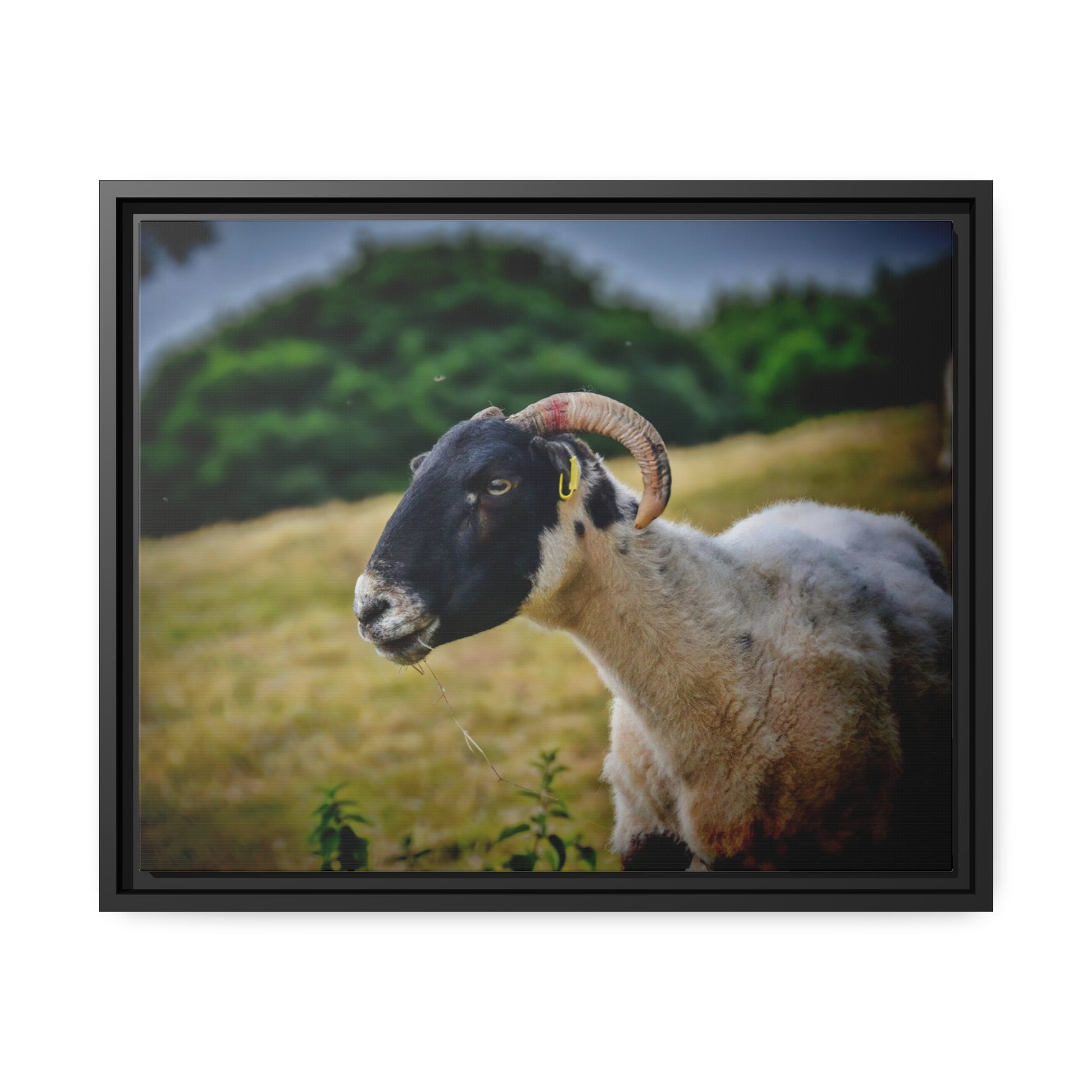 Framed Canvas : Scottish Ram