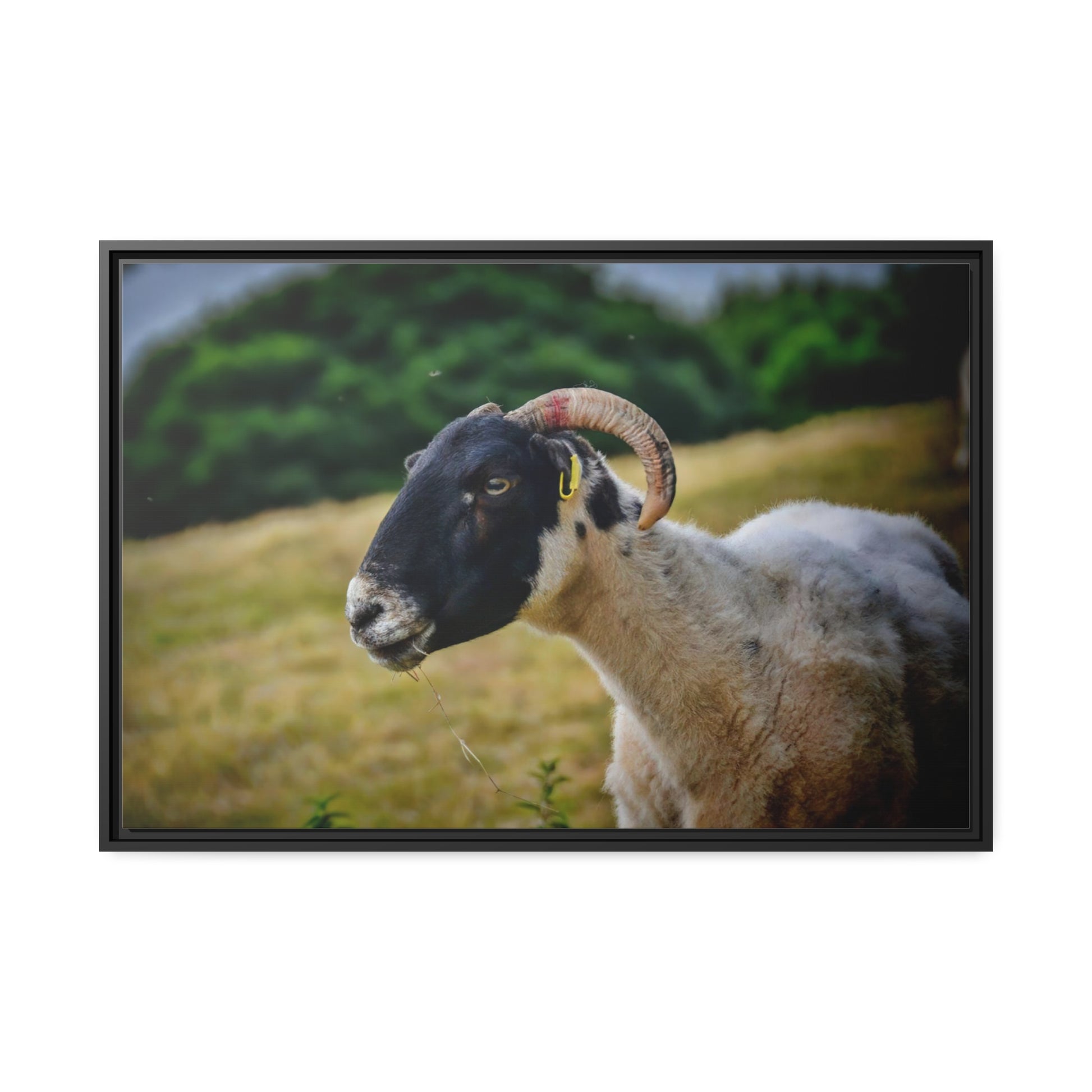 Framed Canvas : Scottish Ram