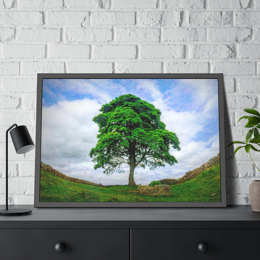 Framed Paper Poster : Sycamore Gap Tree