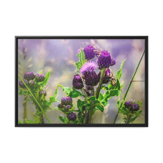 Framed Canvas : Scottish Thistle