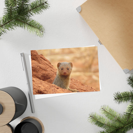 Postcards : Mongoose (10pcs)