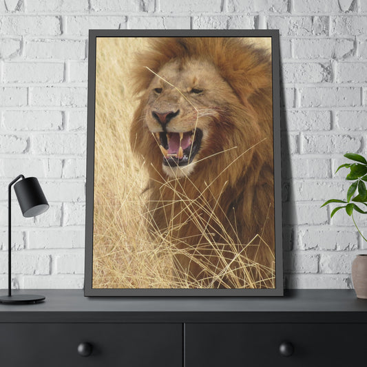 Framed Paper Poster : Lion