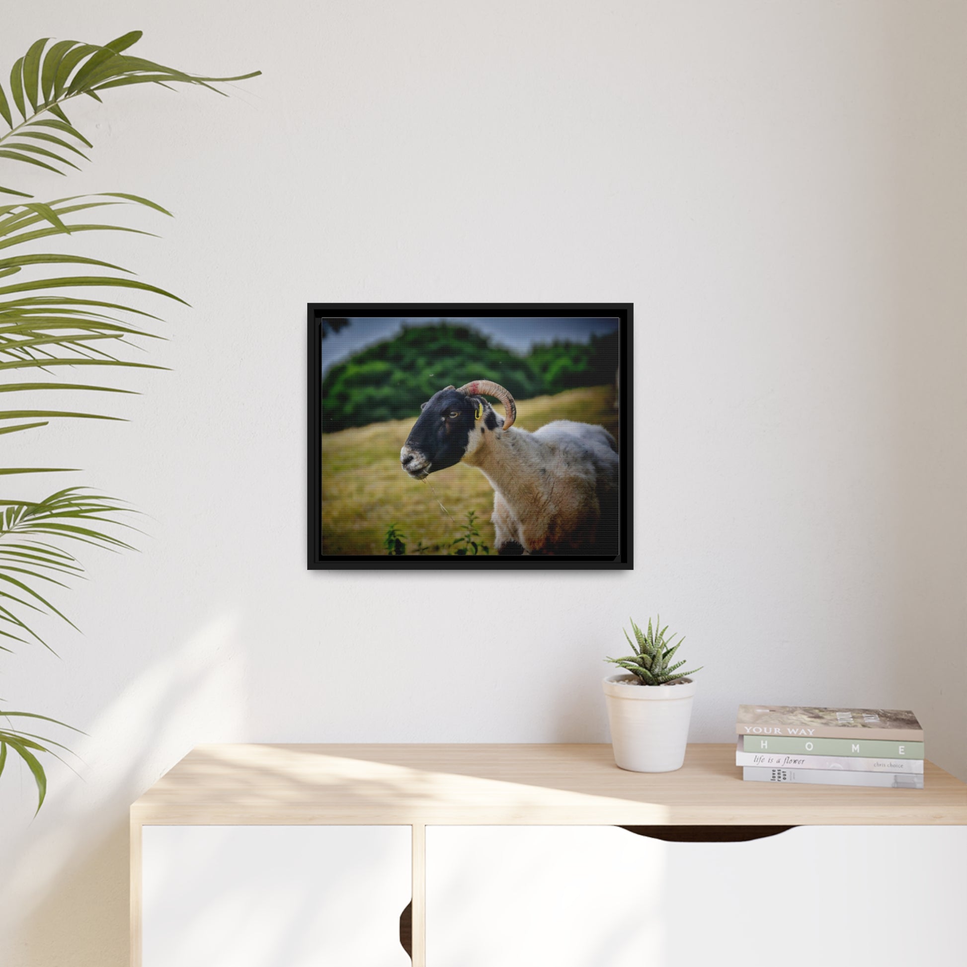 Framed Canvas : Scottish Ram