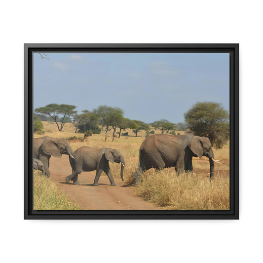 Framed Canvas : Elephants Crossing