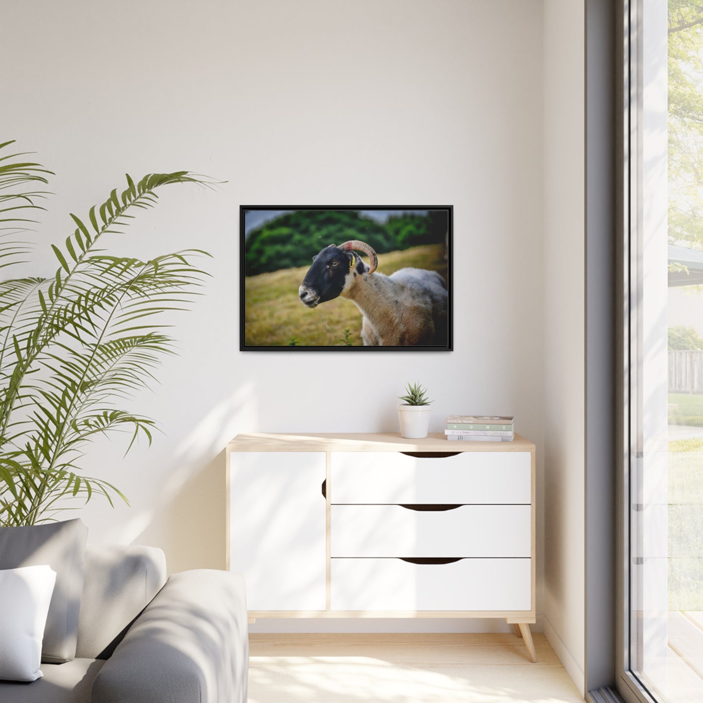 Framed Canvas : Scottish Ram