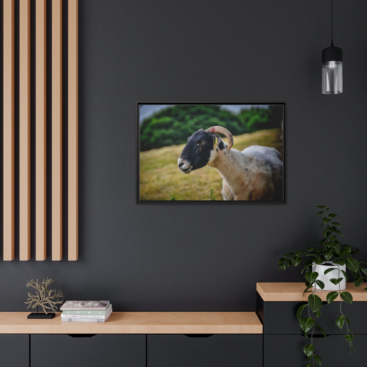 Framed Canvas : Scottish Ram