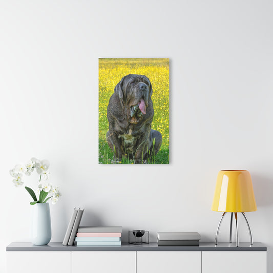 Acrylic Print : Neapolitan Mastiff