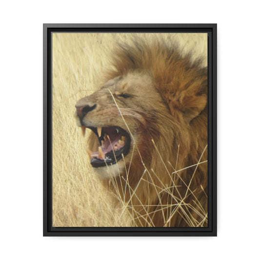 Framed Canvas : Lion