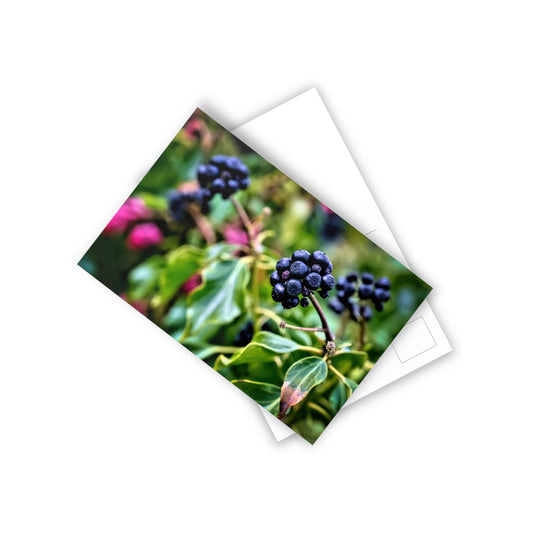 Postcards : Blueberries (10pcs)