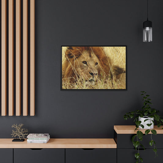 Framed Canvas : Lion