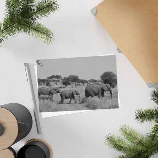 Postcards : Elephant Crossing (10pcs)