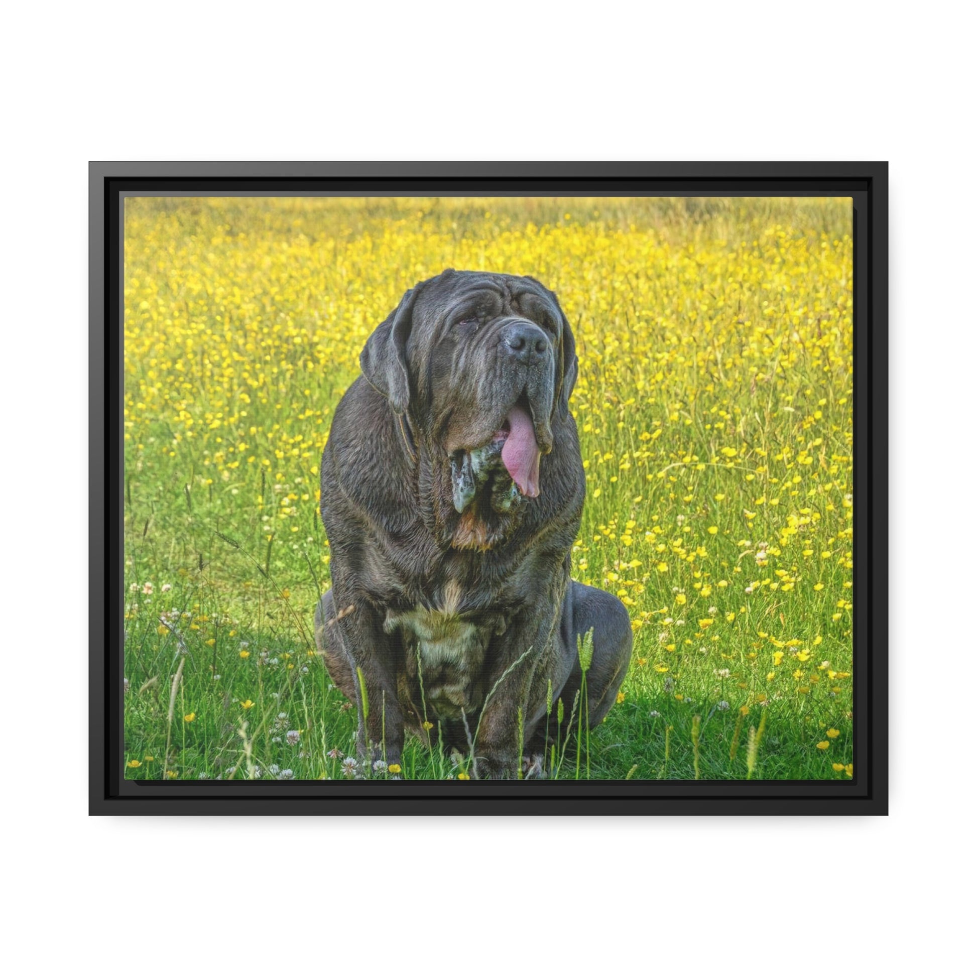 Framed Canvas : Neapolitan Mastiff