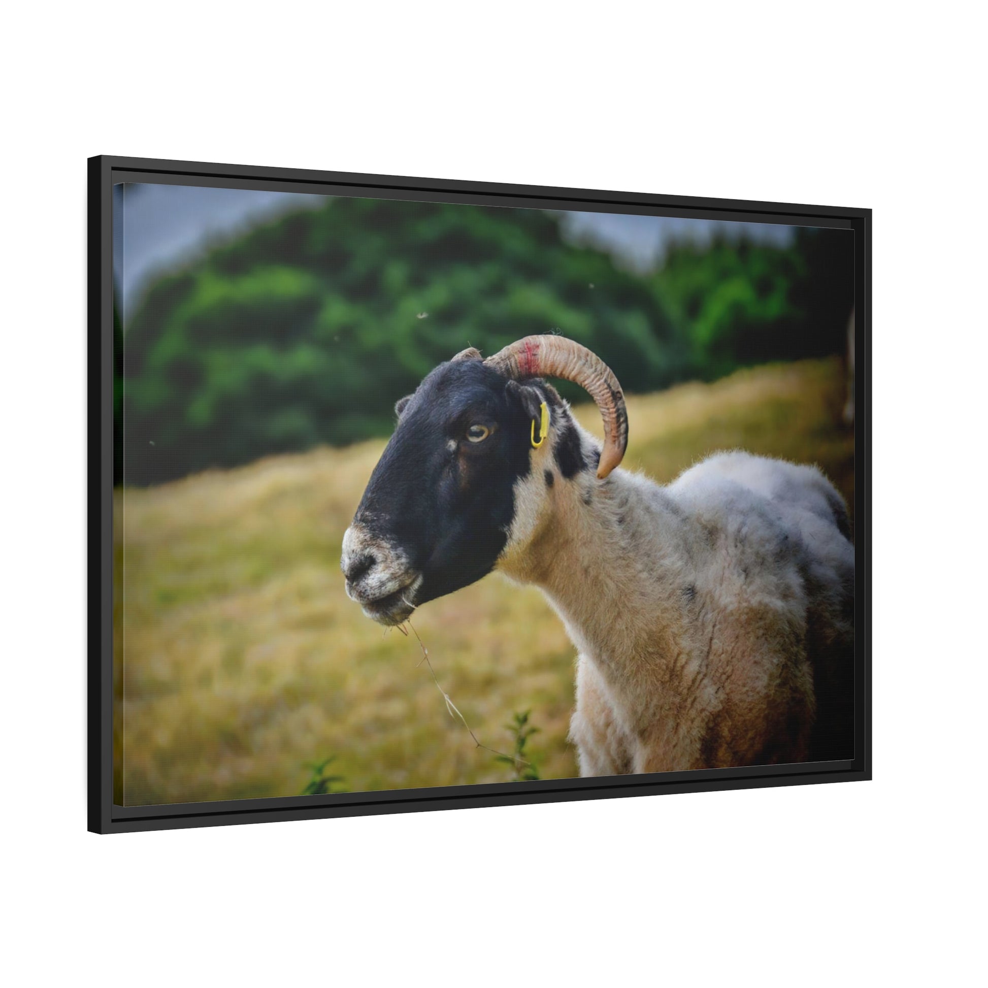 Framed Canvas : Scottish Ram