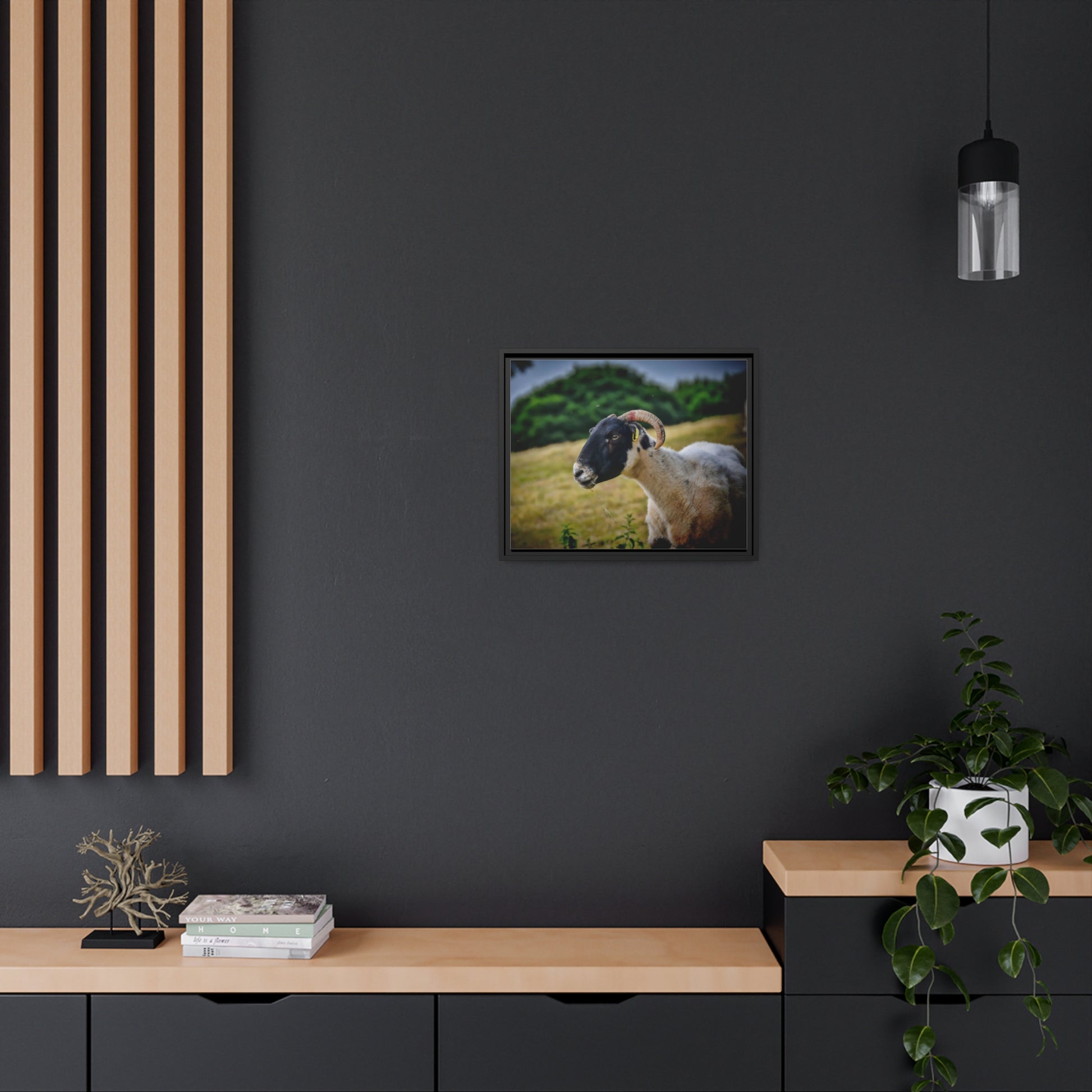 Framed Canvas : Scottish Ram