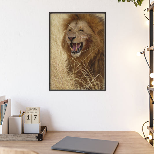 Framed Poster : Lion