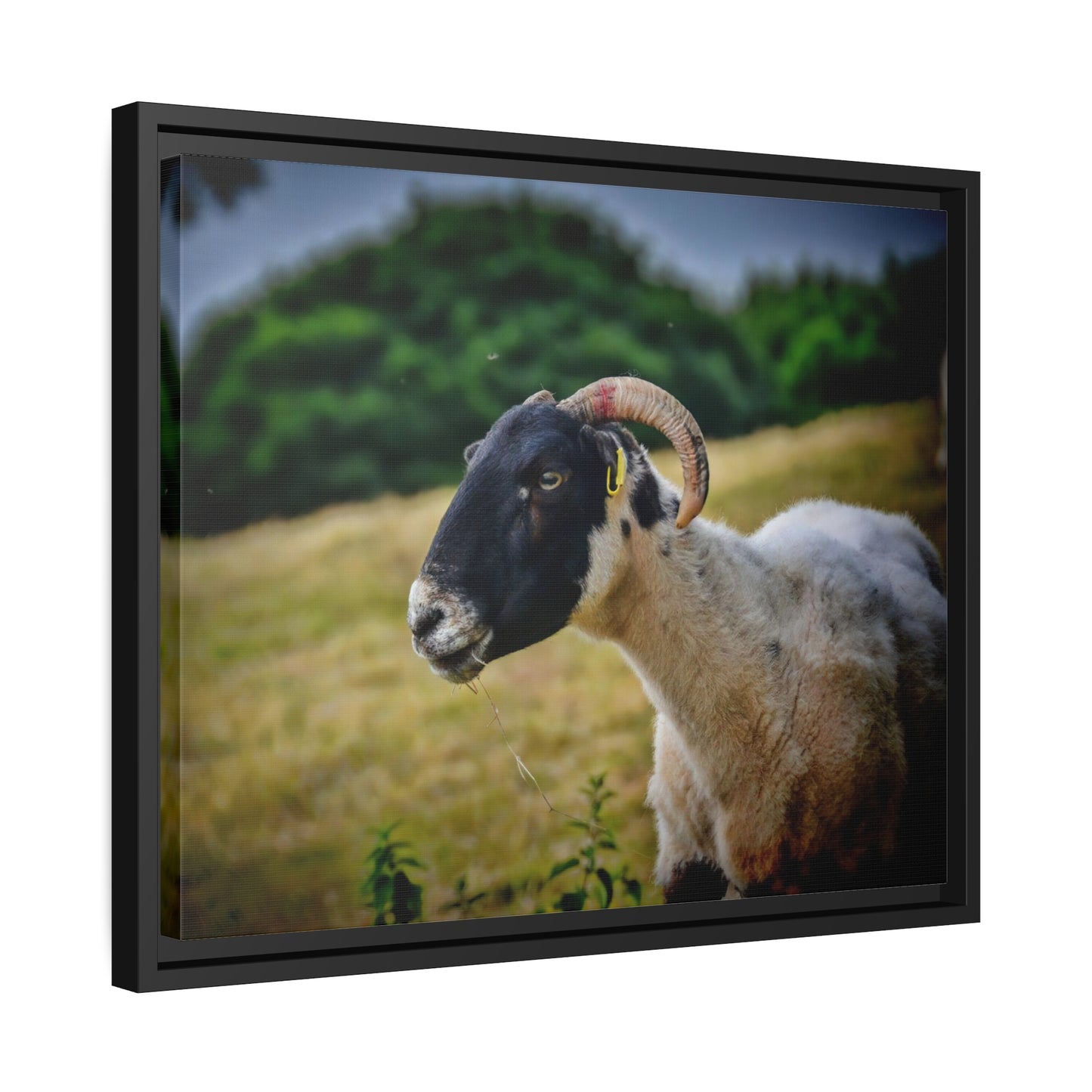 Framed Canvas : Scottish Ram